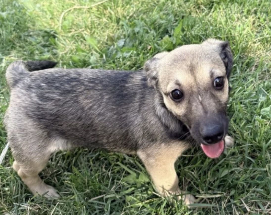 Chiweenie puppy