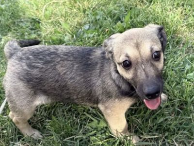 Chiweenie puppy