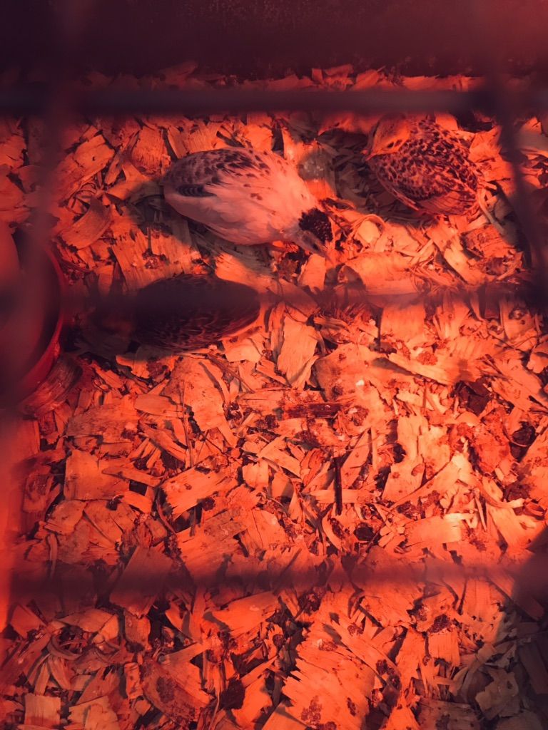 Button Quail Chicks For Sale!/ Hatching Eggs