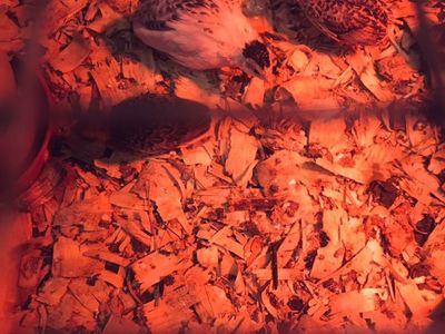 Button Quail Chicks For Sale!/ Hatching Eggs