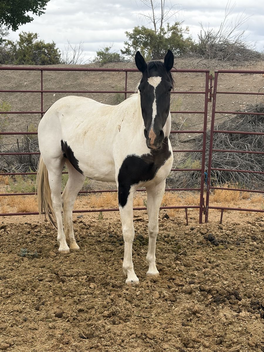 (Grade) Broodmare (in-foal)