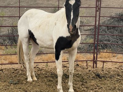 (Grade) Broodmare (in-foal)