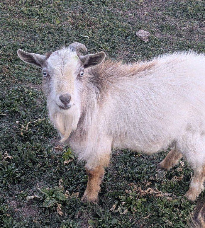 Breeding Male Goat for sale