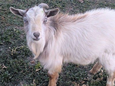 Breeding Male Goat for sale