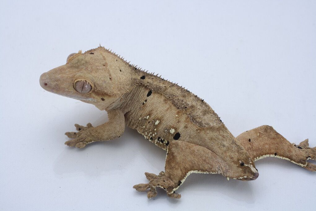 Adult Female Crested Gecko