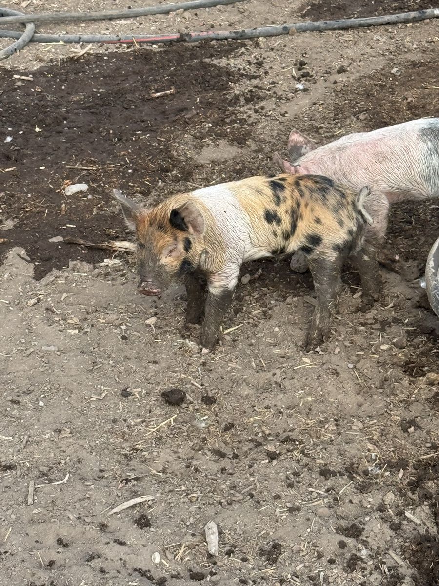 Berkshire Hampshire boar