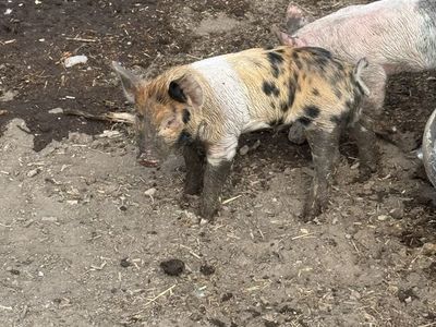 Berkshire Hampshire boar