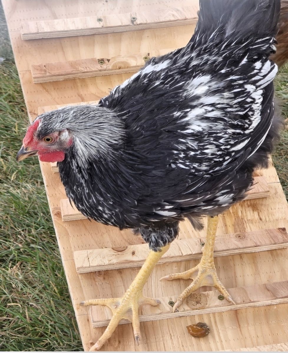 Rooster to Give Away for Free