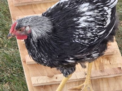 Rooster to Give Away for Free