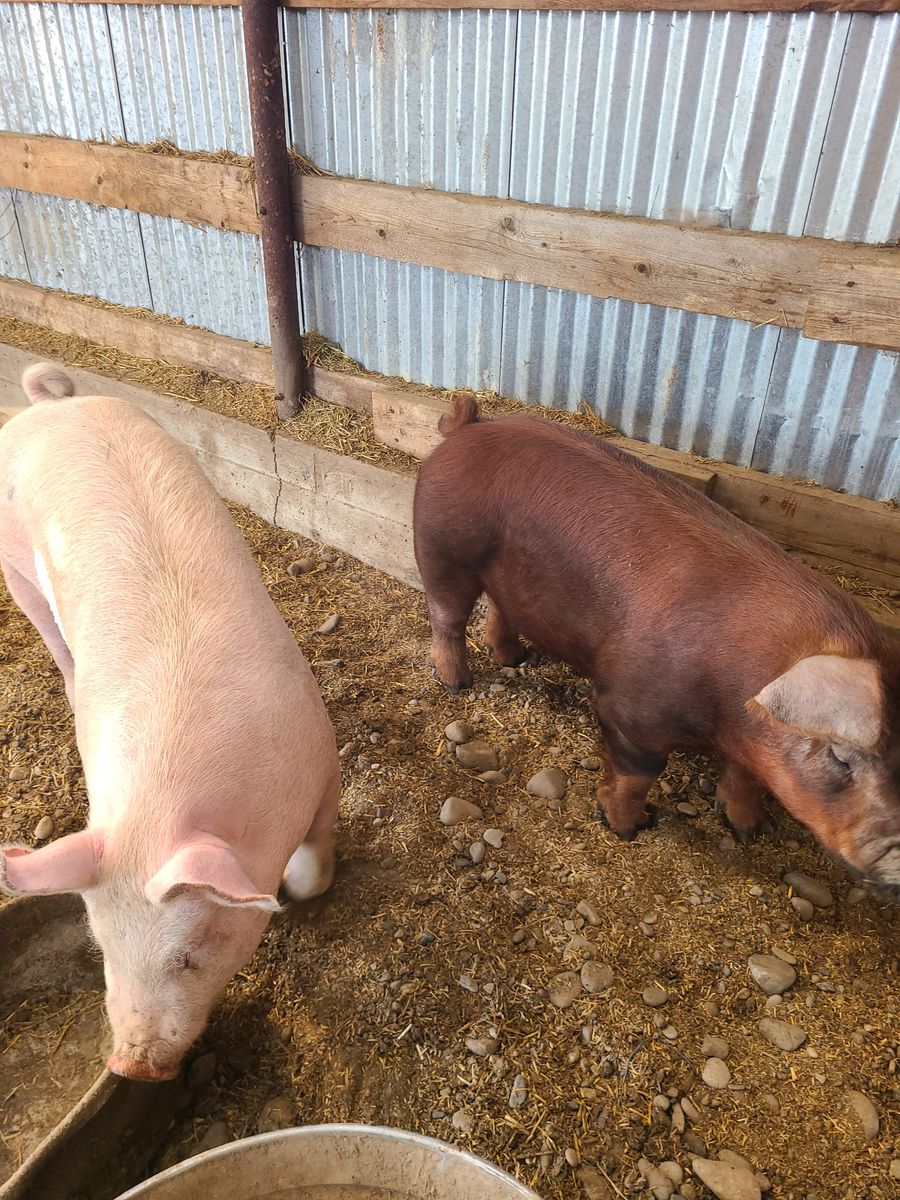 Farm Grown Pork