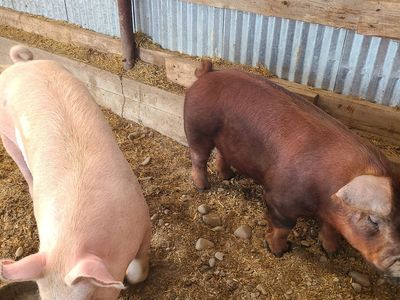 Farm Grown Pork