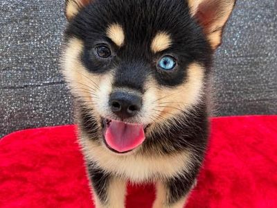 Arctic Spitz (“Pomsky”, “Mini Husky”) Puppies— TRAVELING TO UTAH FROM OREGON 7/22!