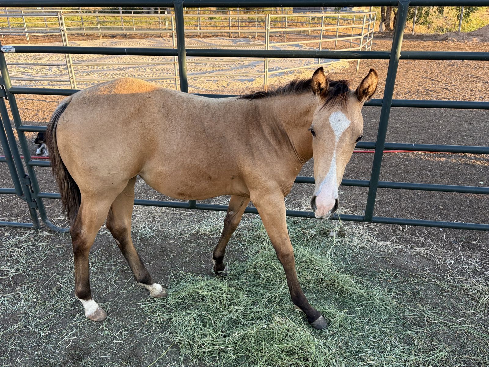 2026 buckskin filly
