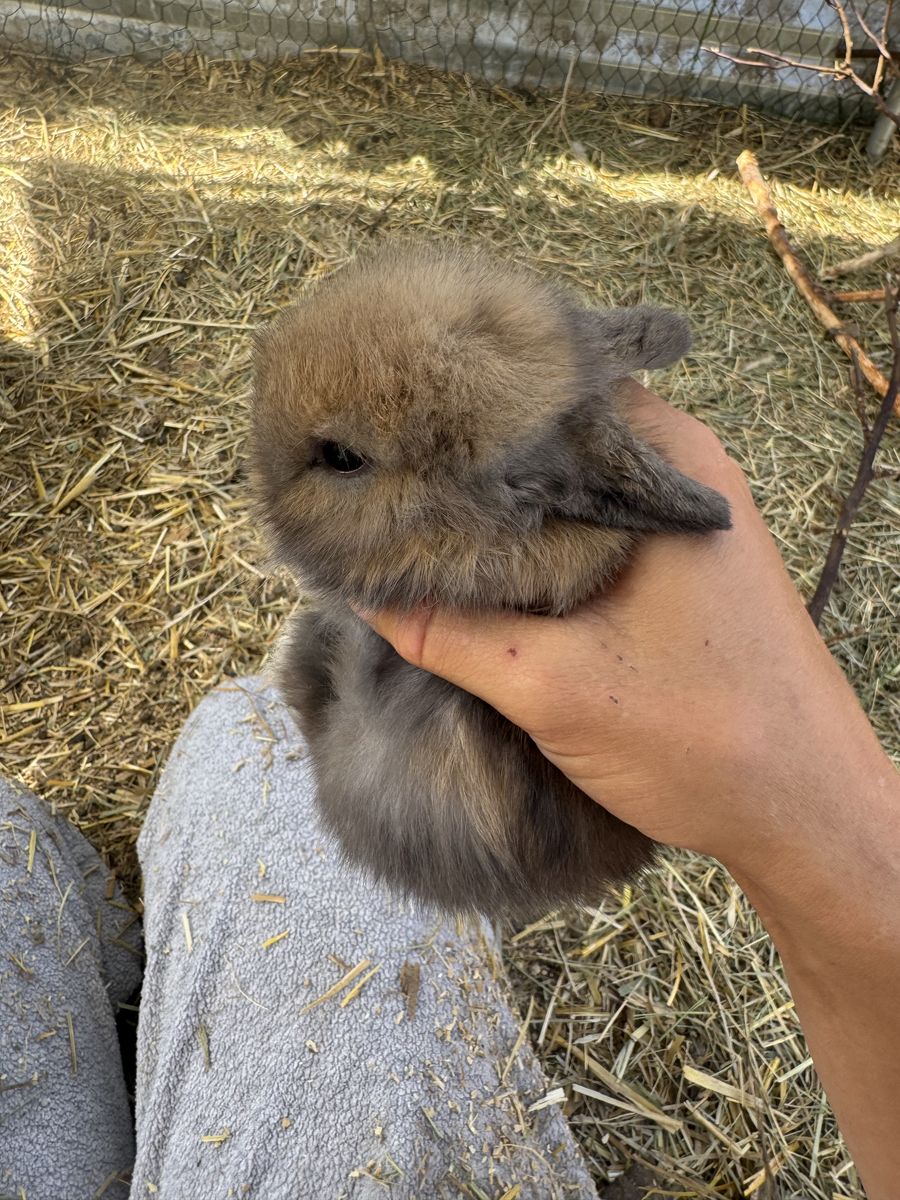 Holland Lops