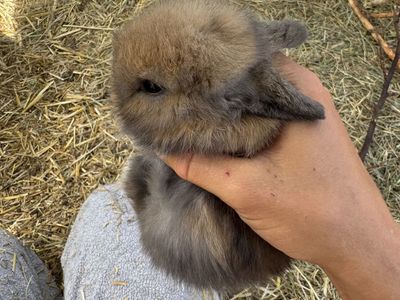 Holland Lops