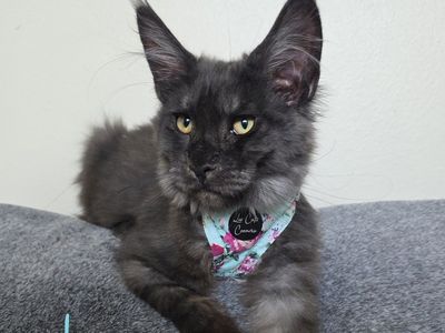 Maine Coon Kitten, Black Smoke, F, Harold