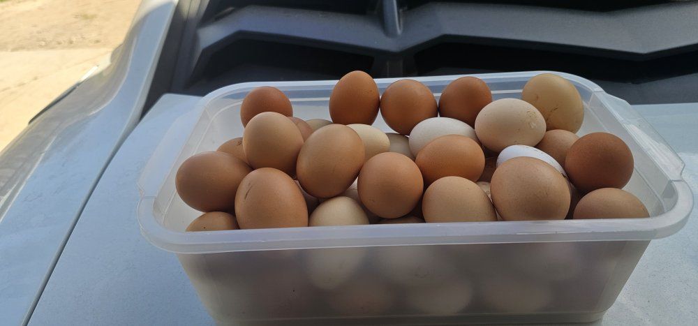 Eggs for sale: 6 a dozen.