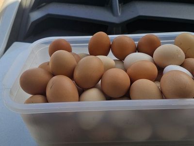 Eggs for sale: 6 a dozen.
