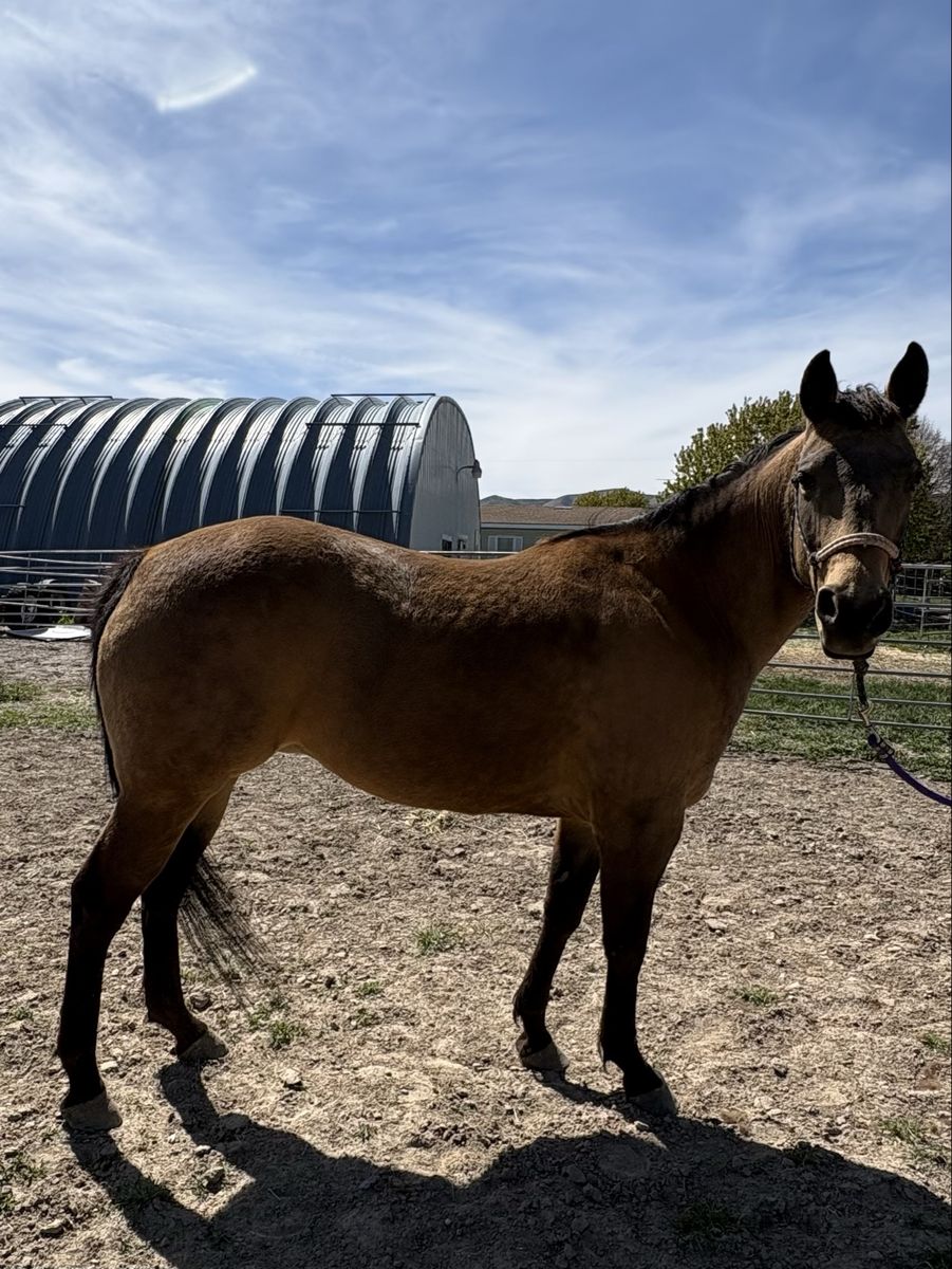 AQHA Broodmare