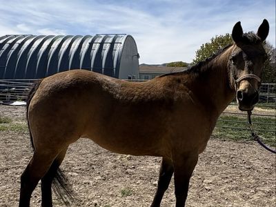 AQHA Broodmare