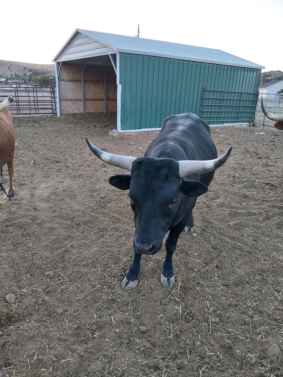 Corriente Bull