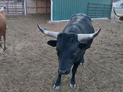 Corriente Bull