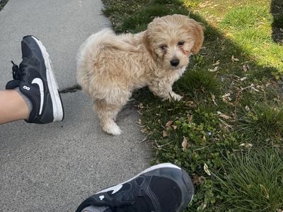 MaltiPoo Male Puppy