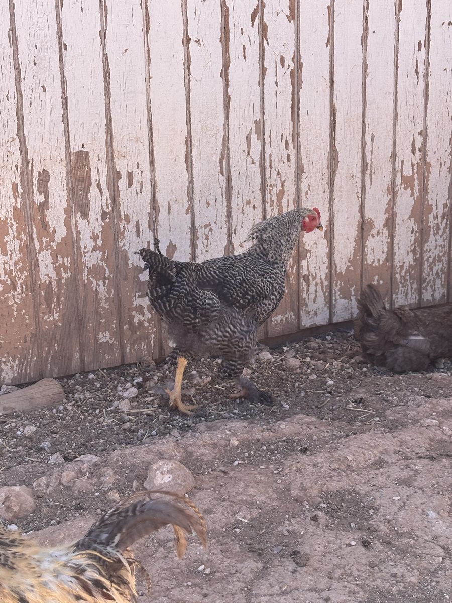2 barred rock mix Roos.