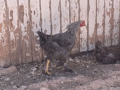 2 barred rock mix Roos.
