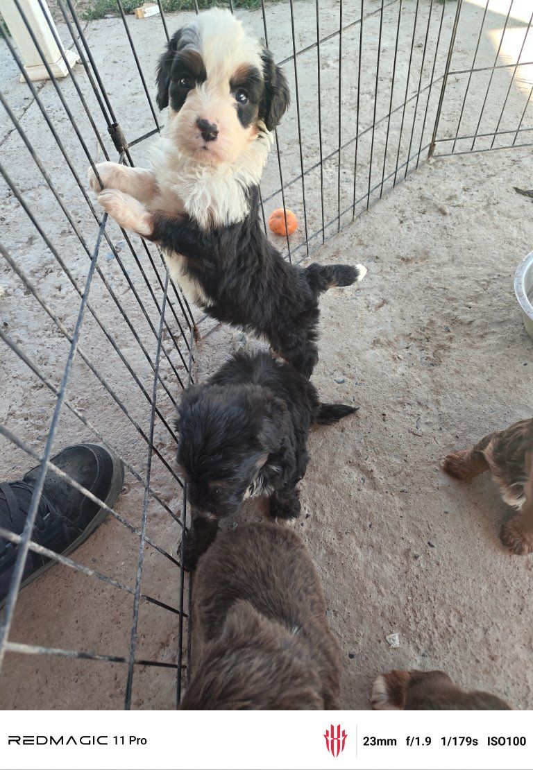 Mini Bernedoodle Puppies