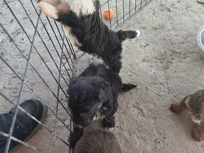 Mini Bernedoodle Puppies