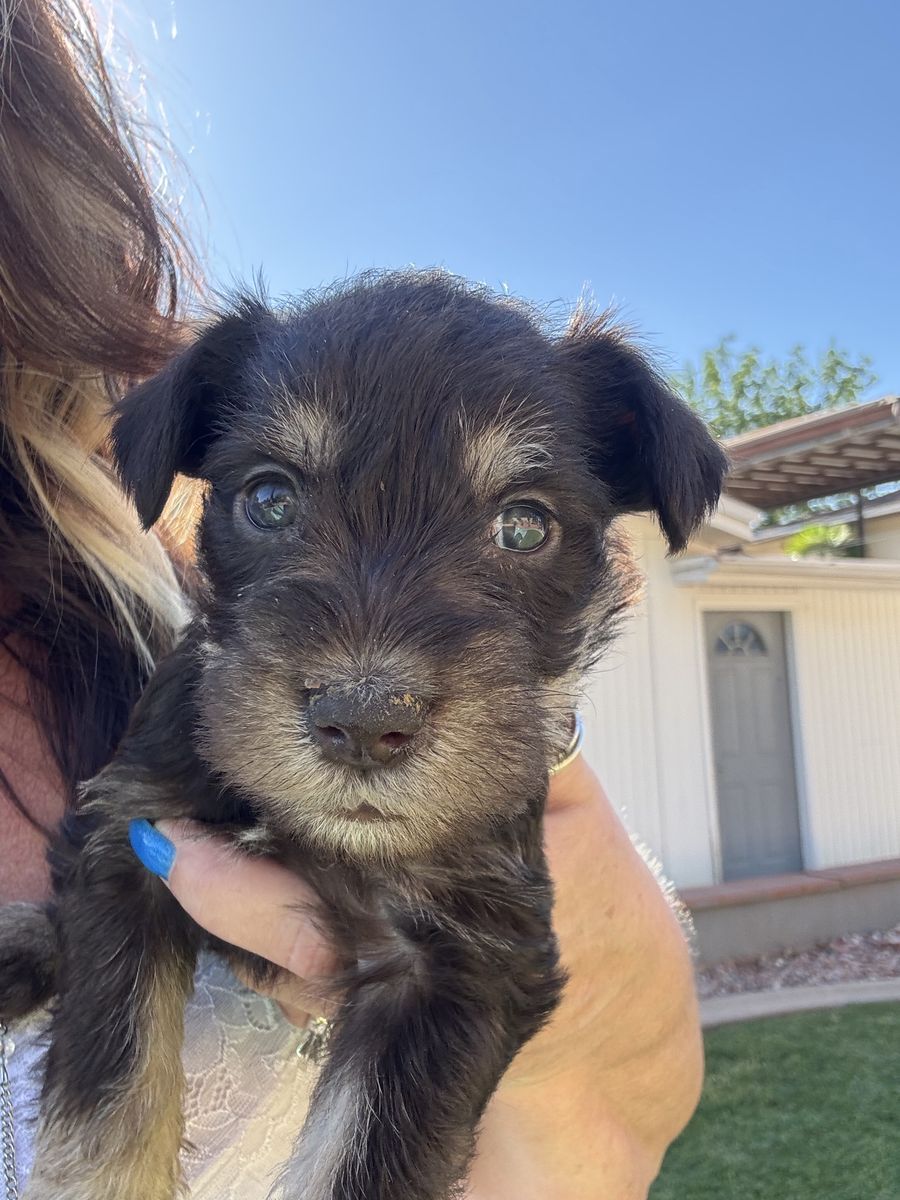 Miniature Schnauzer Puppies
