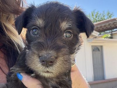 Miniature Schnauzer Puppies