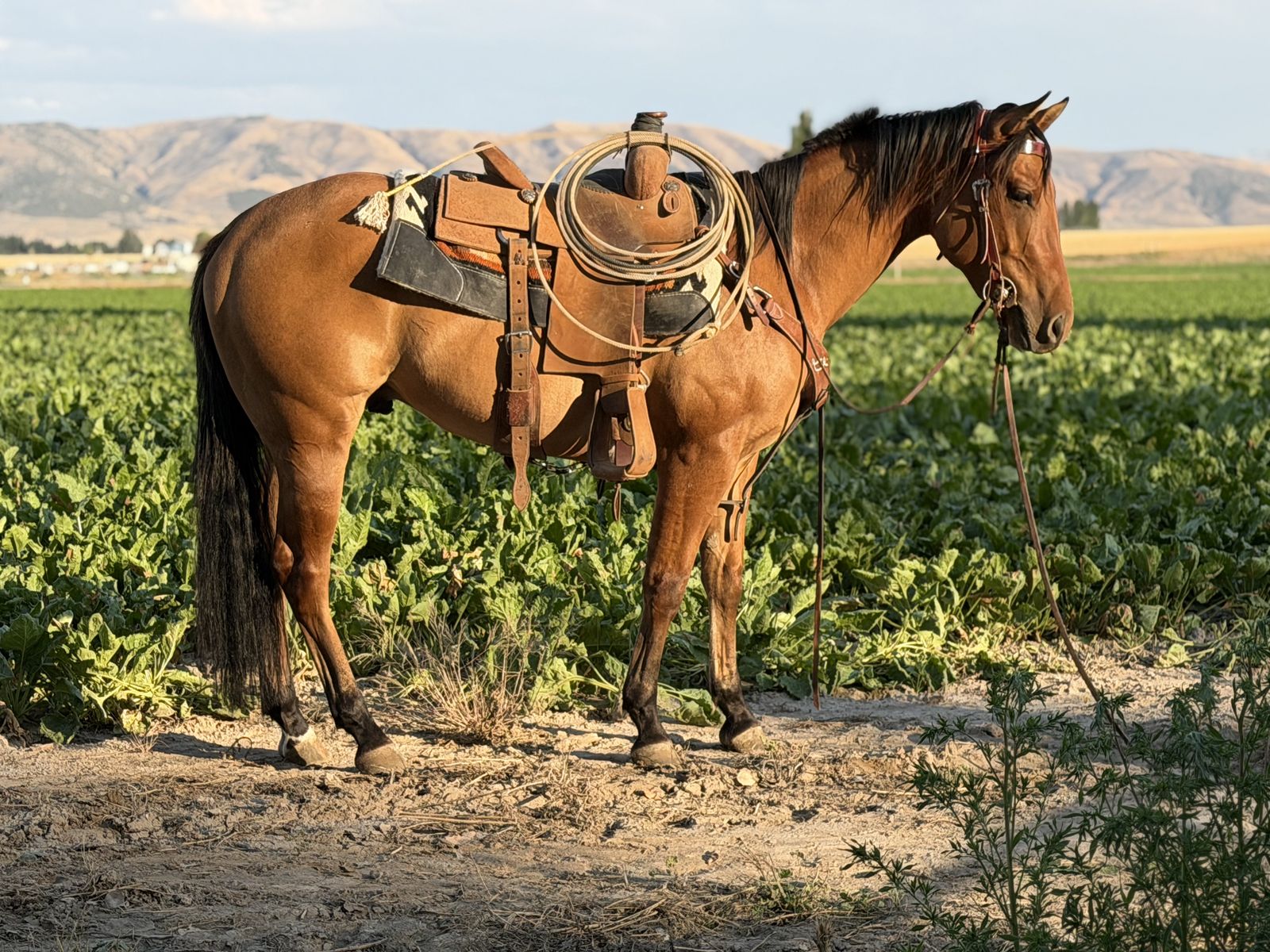 AQHA French Pay Wagon