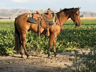 AQHA French Pay Wagon