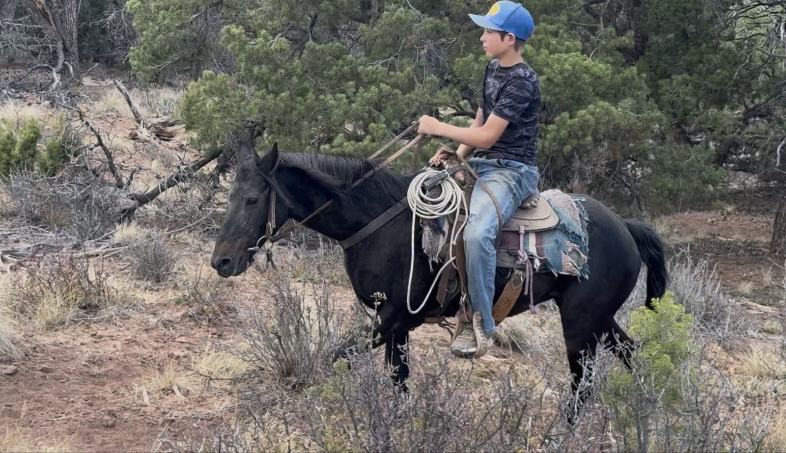 Fun pony for sale!