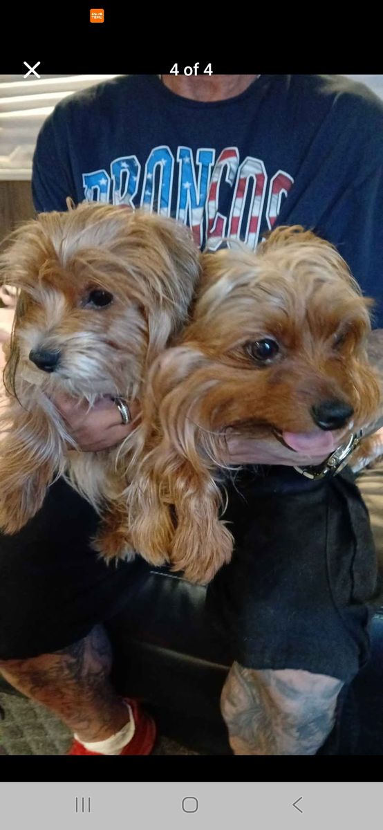 Purebred Yorkshire Terriers