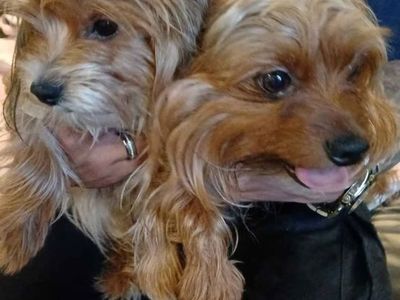 Purebred Yorkshire Terriers