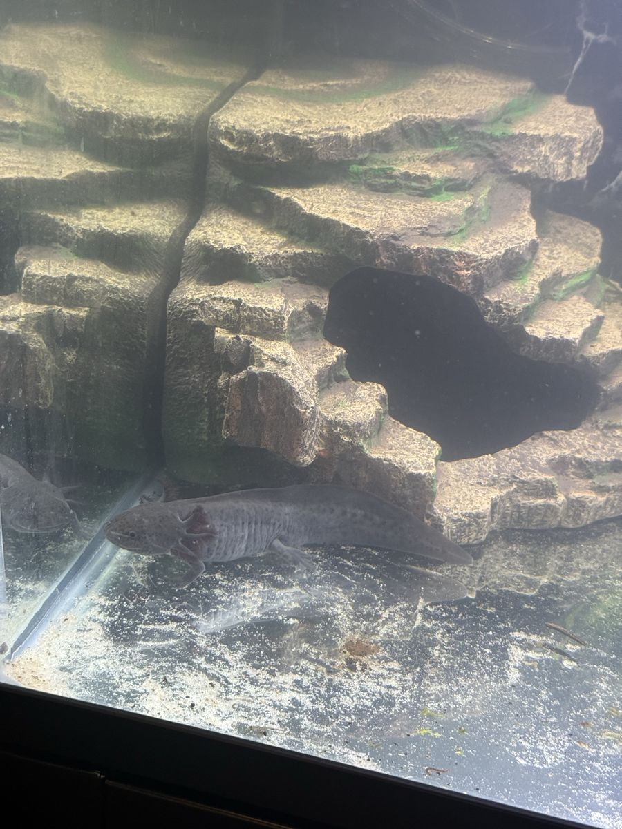 Black type axolotl with tank