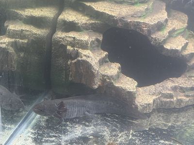 Black type axolotl with tank