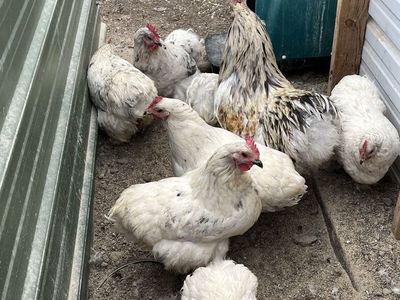 Splash Cochin Hens