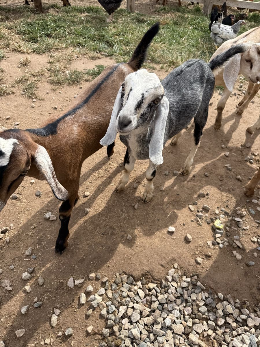 Nubian bucks