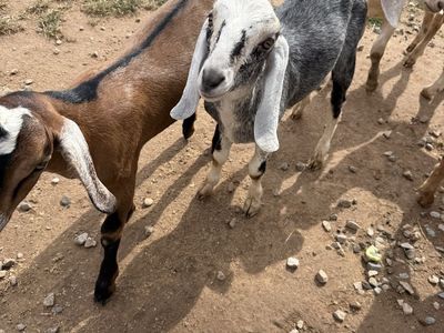 Nubian bucks