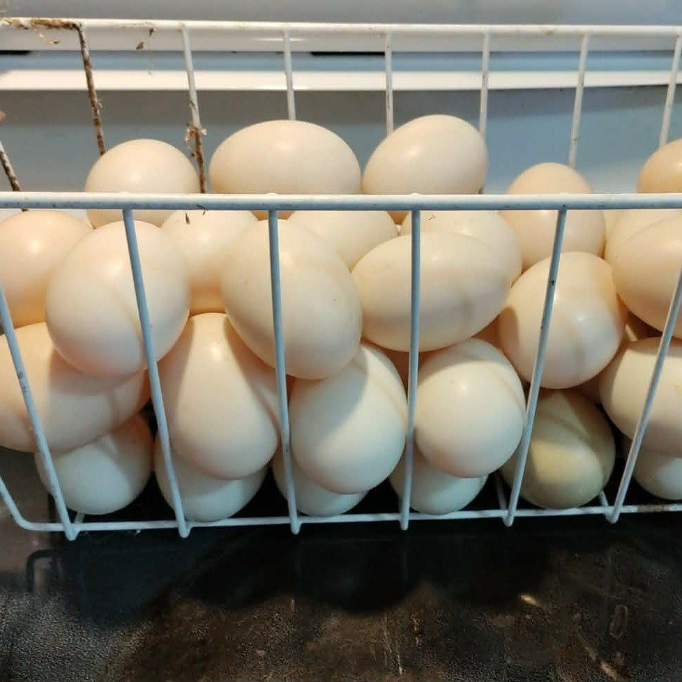 Fertilized Muskovy/ Mule eggs