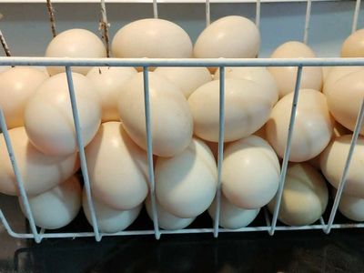 Fertilized Muskovy/ Mule eggs