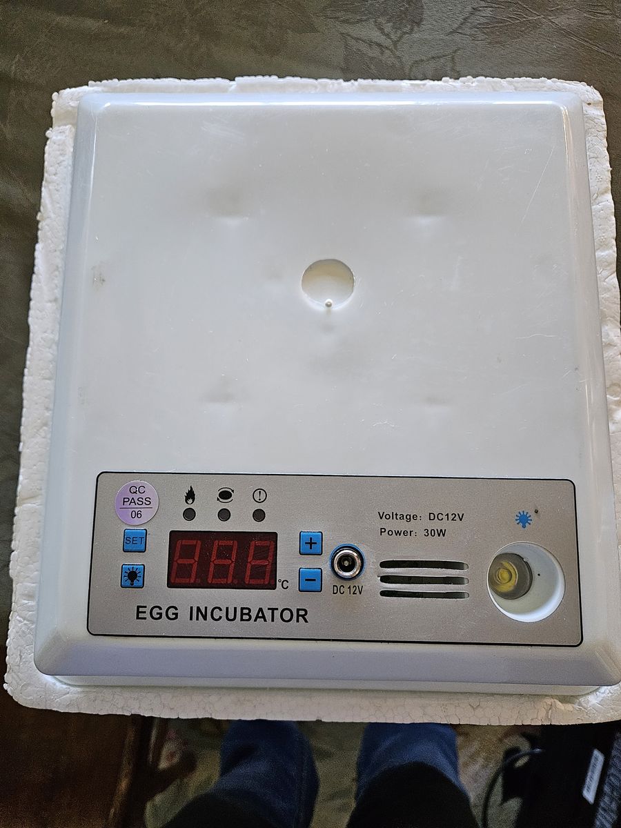 Small egg incubator