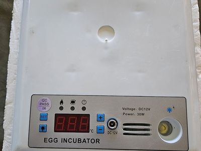 Small egg incubator