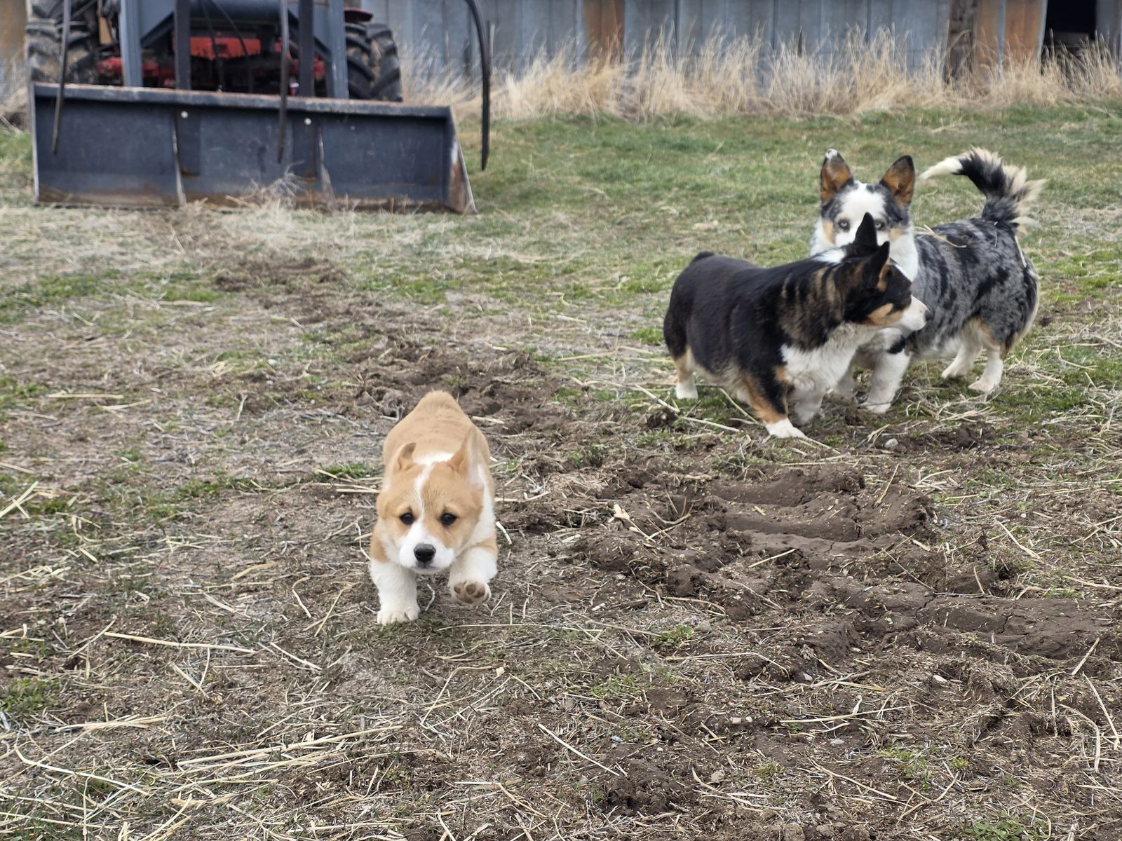 AKC Registered Pembroke Welsh Corgi-Health Tested