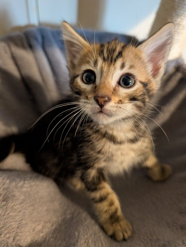 Bengal Kitten rare marbled