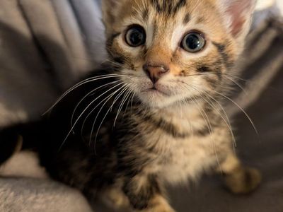 Bengal Kitten rare marbled